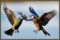 Are birds fighting or mating?