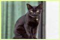 Can a Bombay cat have green eyes? – Janet-Panic.com